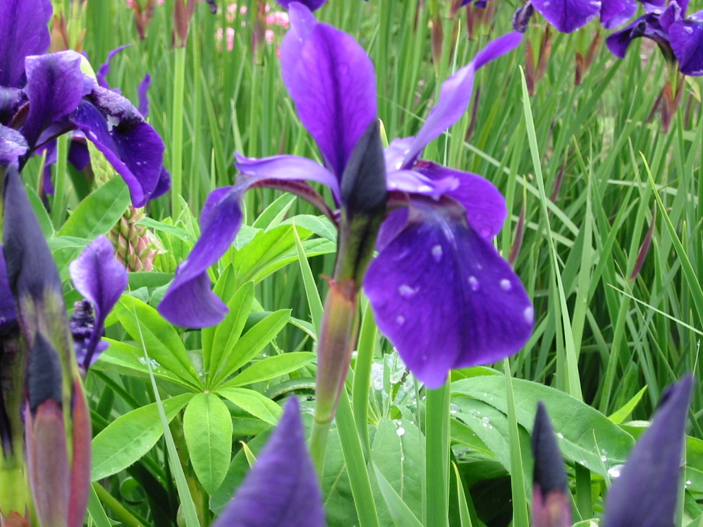 purple iris 