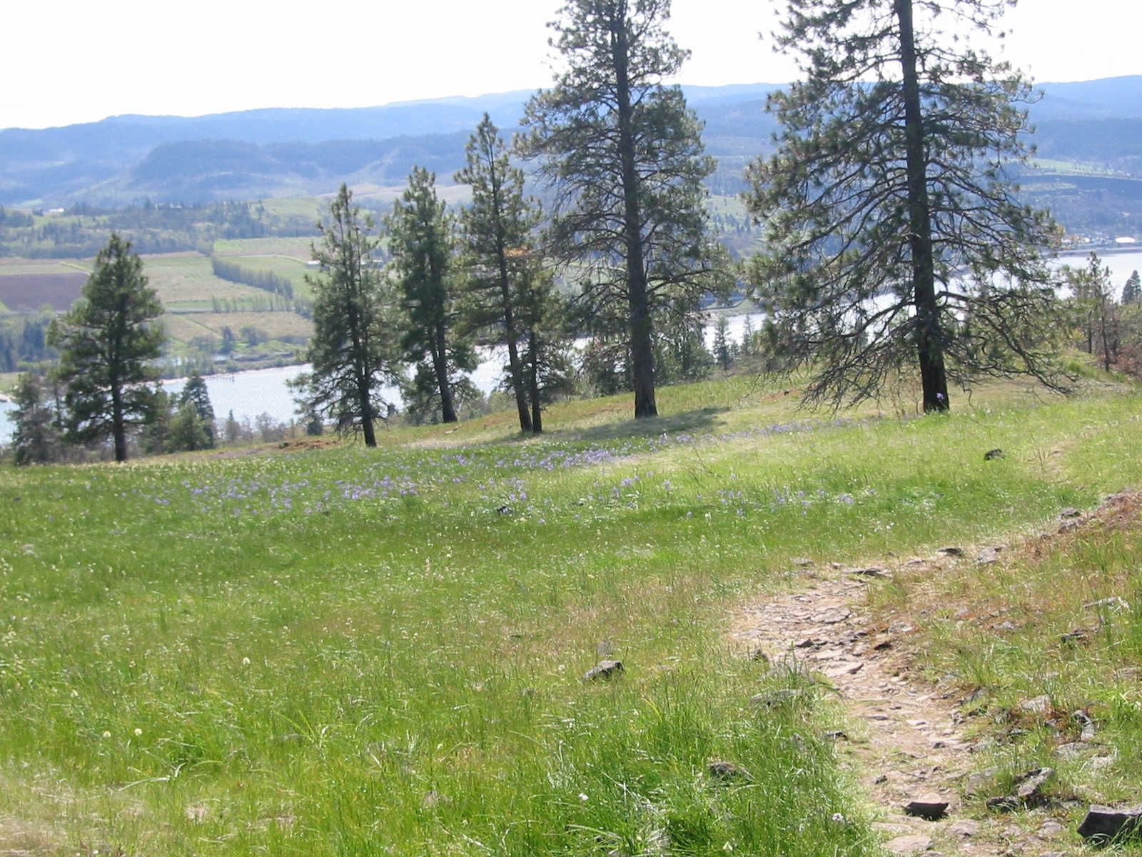 Catherine creek Columbia river gorge Washington side. Doug fir trees in meadow with blue flowers above river  