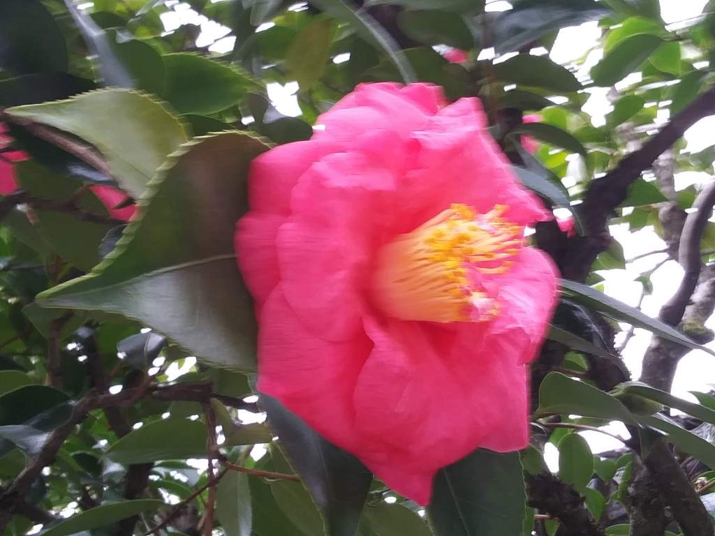  pink Camila flower blooming in december