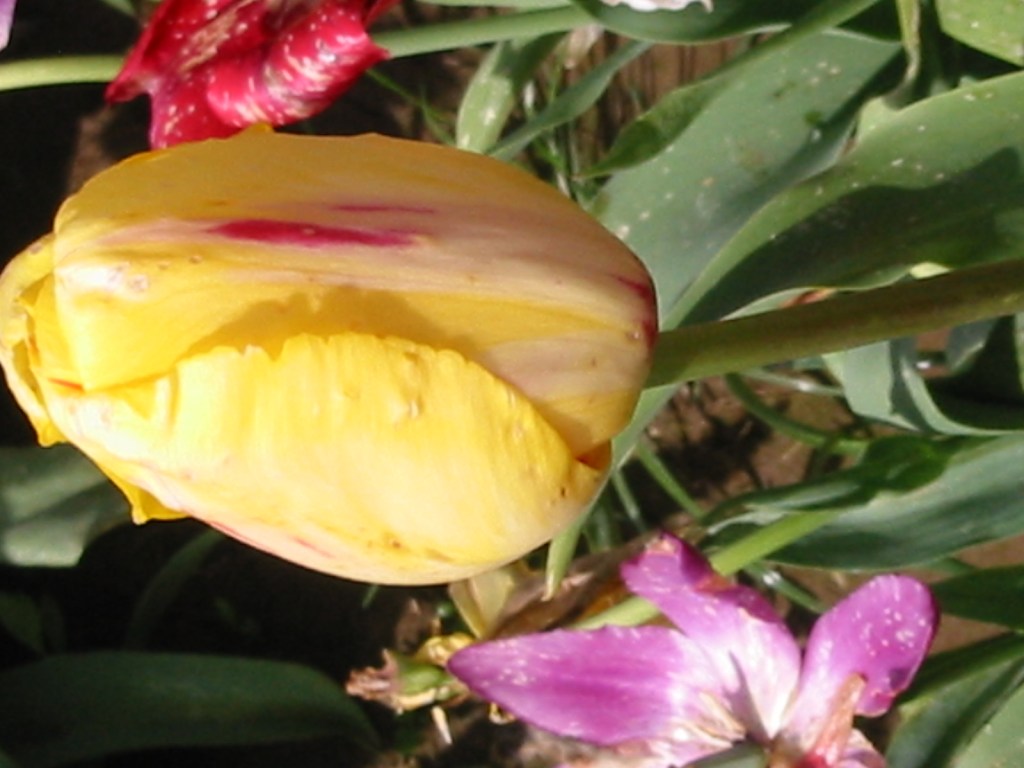 tulip yellow