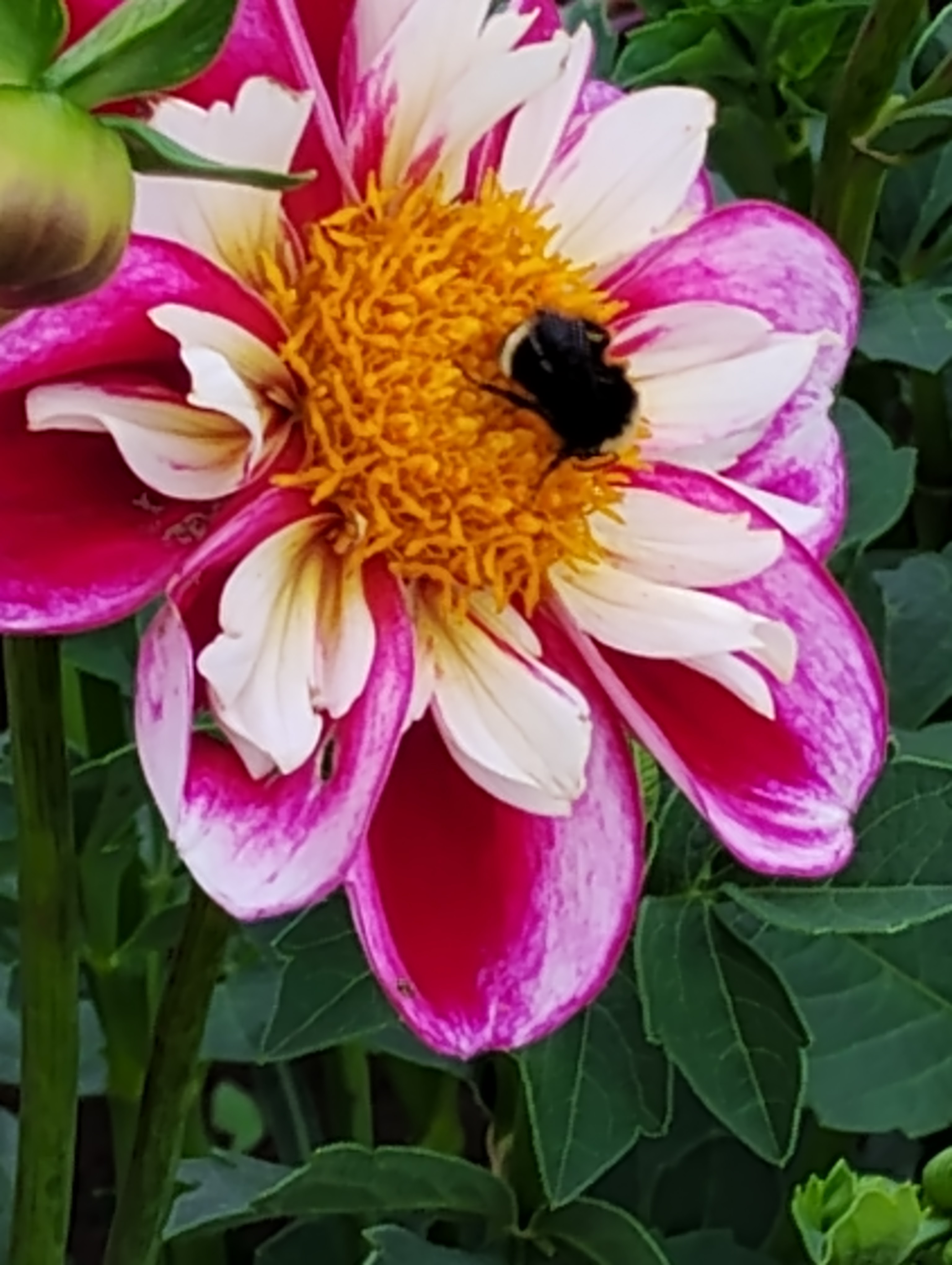 A close-up of a pink and white dahlia flower with a bumblebee collecting pollen from its yellow center.
